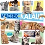 Kép 1/4 - Macsek-kalauz - Macskafigurával